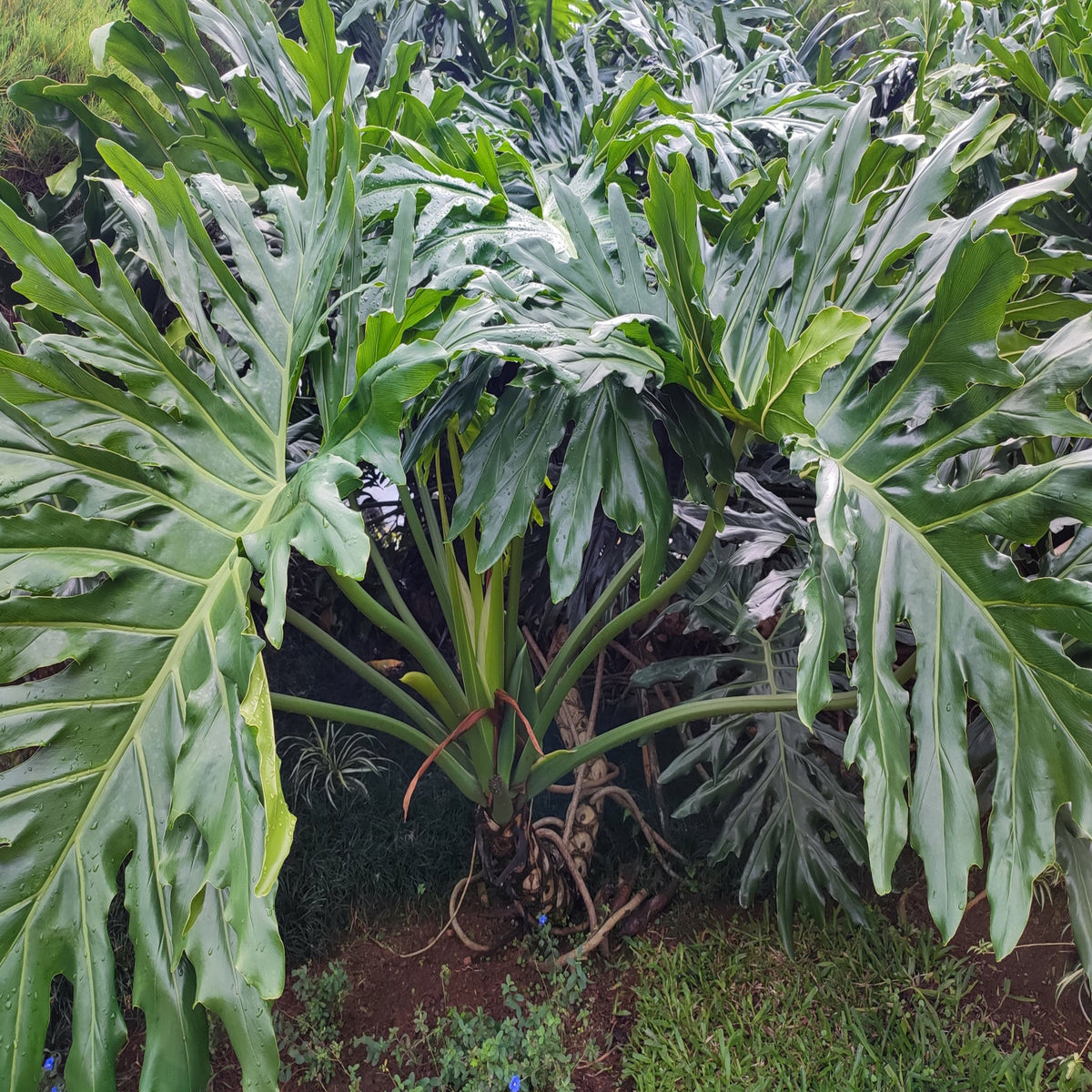 Soolam Tree Selloum – Jungle Plants