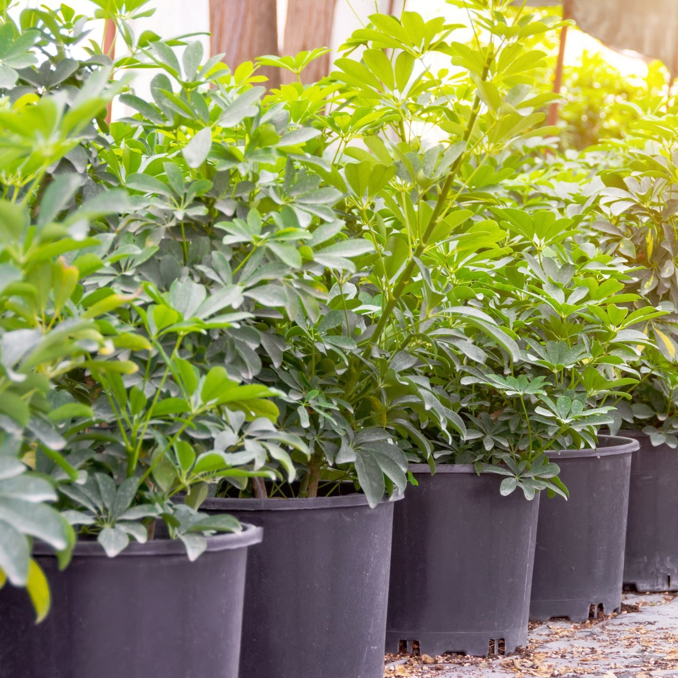 schefflera arboricola green Green Arboricola – Jungle Plants