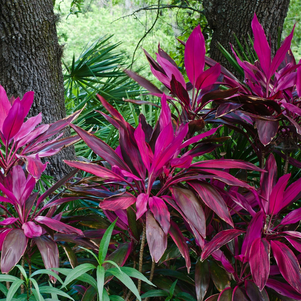 Red Sister – Jungle Plants