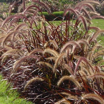 Purple/Red Fountain Grass