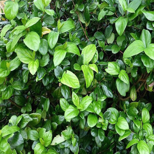 Viburnum Suspensum